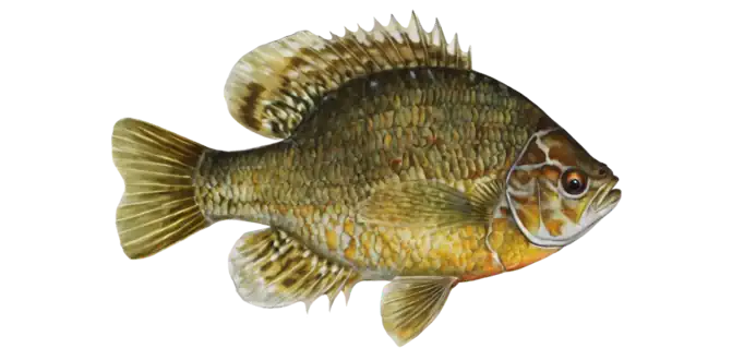 Pumpkinseed