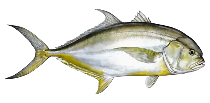 Crevalle Jack