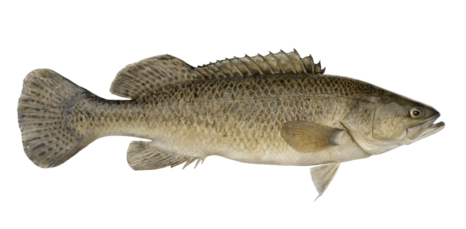Murray cod