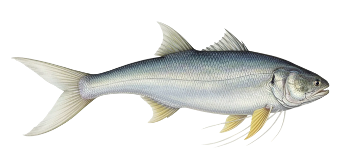 King threadfin
