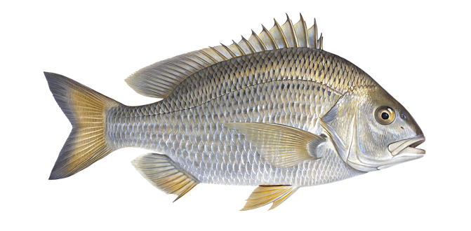 Surf bream