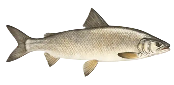 Lake Whitefish