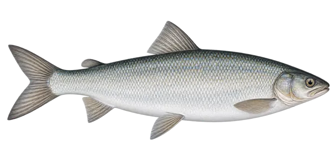 European whitefish