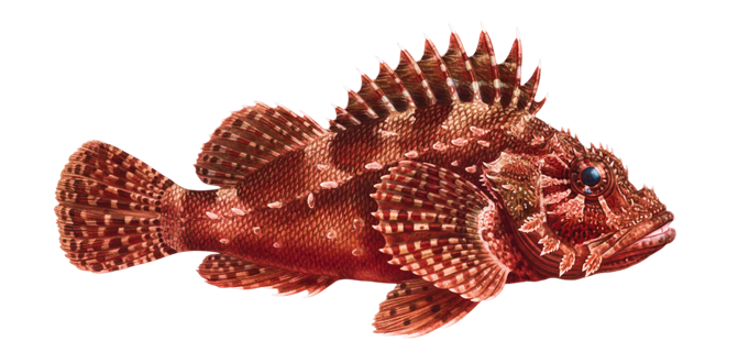 California scorpionfish