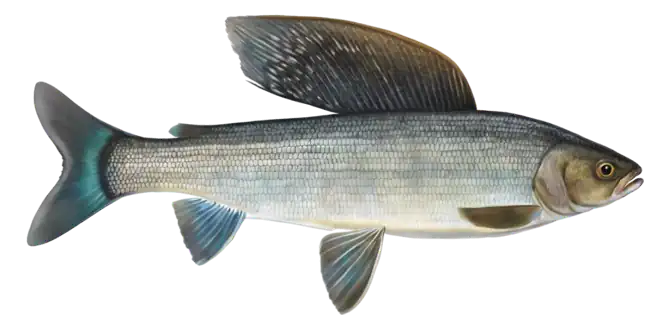 Arctic Grayling