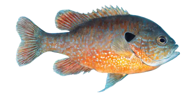 Longear Sunfish