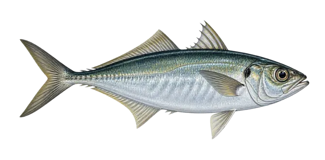 Mediterranean horse mackerel