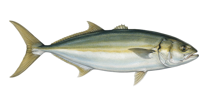 Yellowtail amberjack