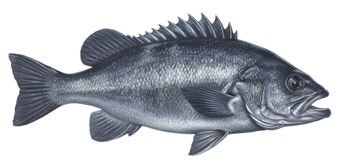 Black rockfish