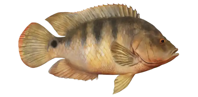 Mayan Cichlid