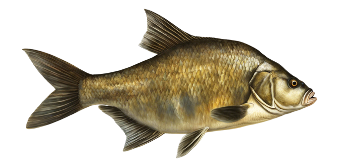 Bream