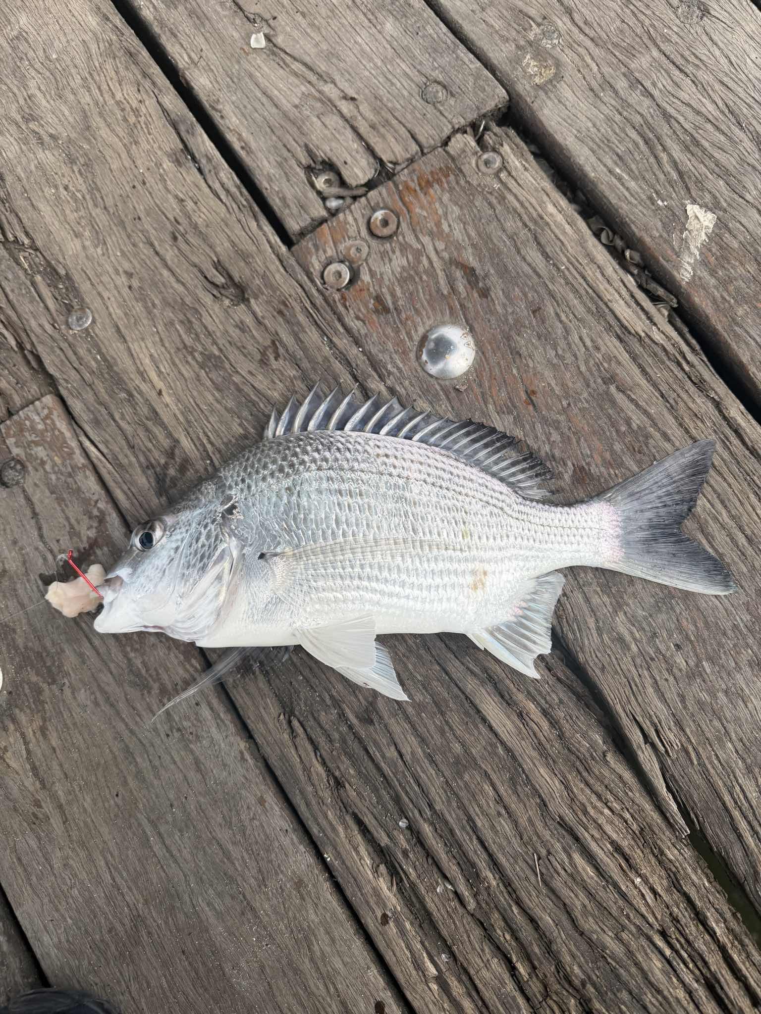 Spot photo 2