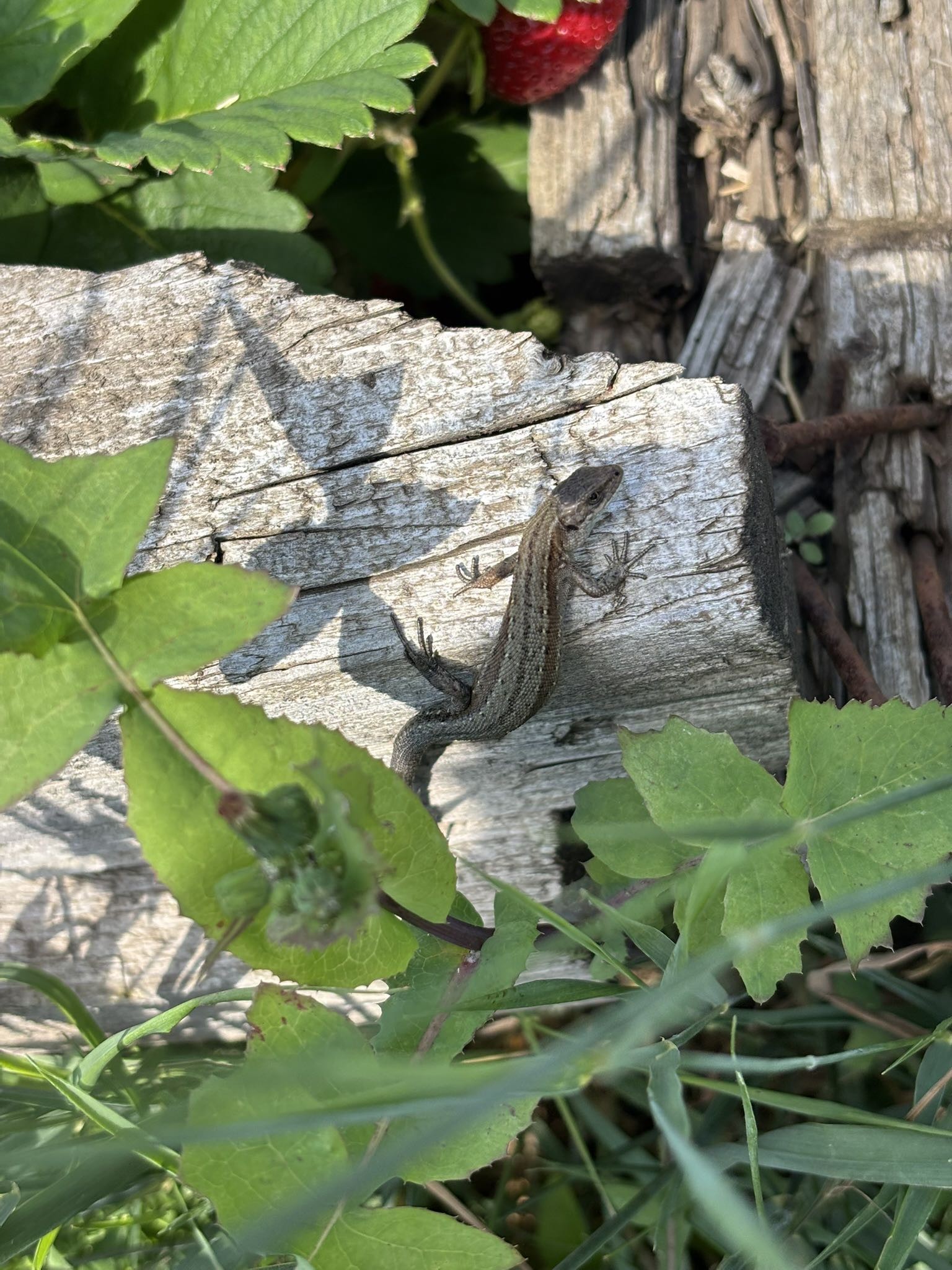 Spot photo 1