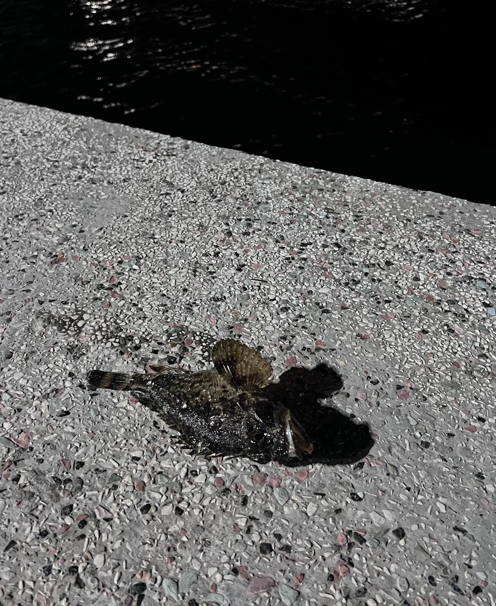Spot photo 1