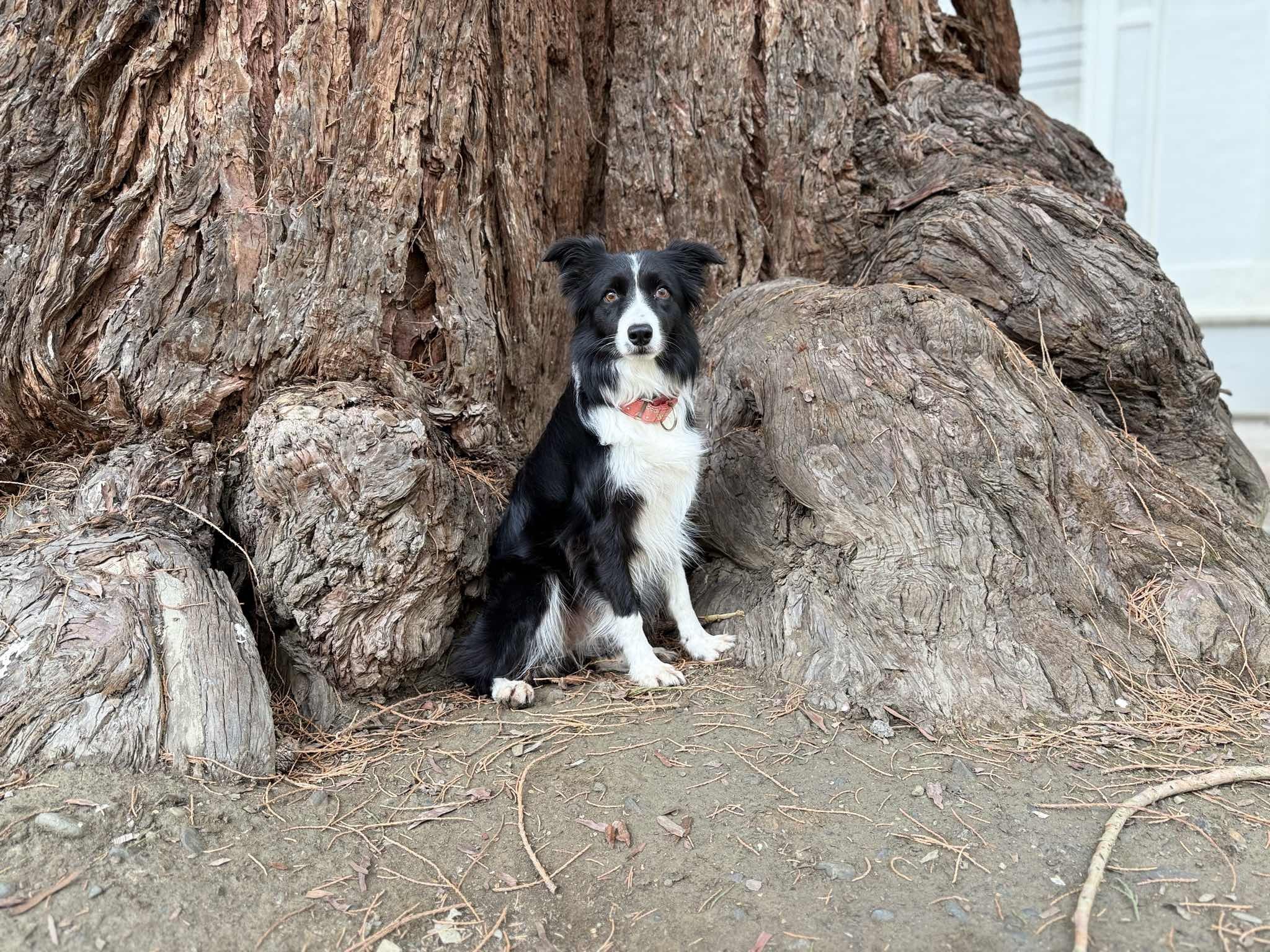Spot photo 1