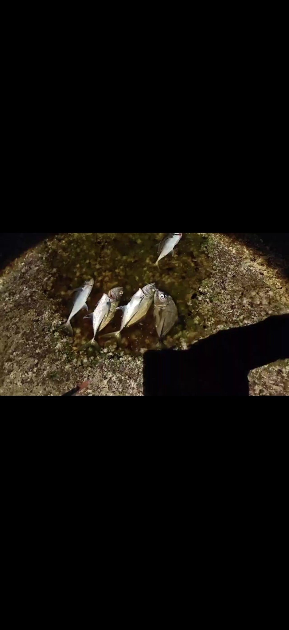 Spot photo 2