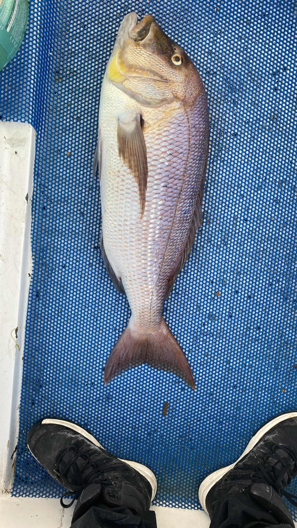 Spot photo 1